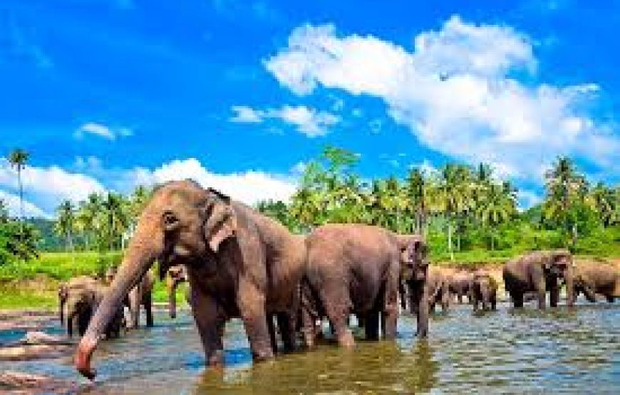 Sri Lanka Tour Packages Upto 34% Off