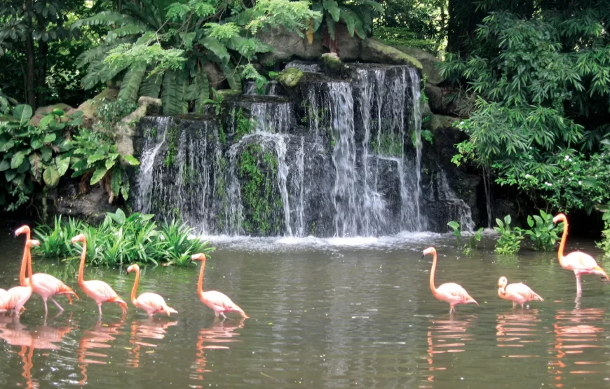 Jurong Bird Park Tickets with Transfers Upto 30% Discount
