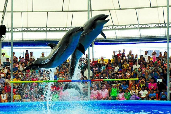 Day 06 Dolphin Show